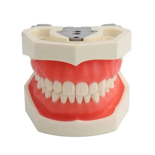 28 Teeth Simulation Model