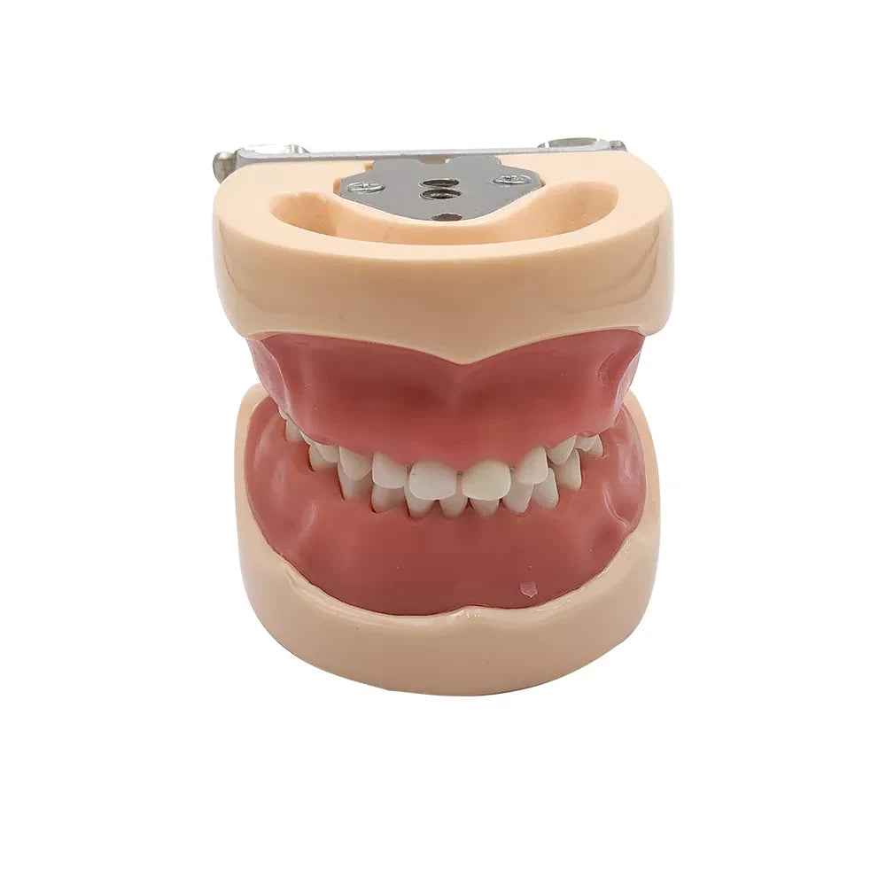 Deciduous Teeth Model