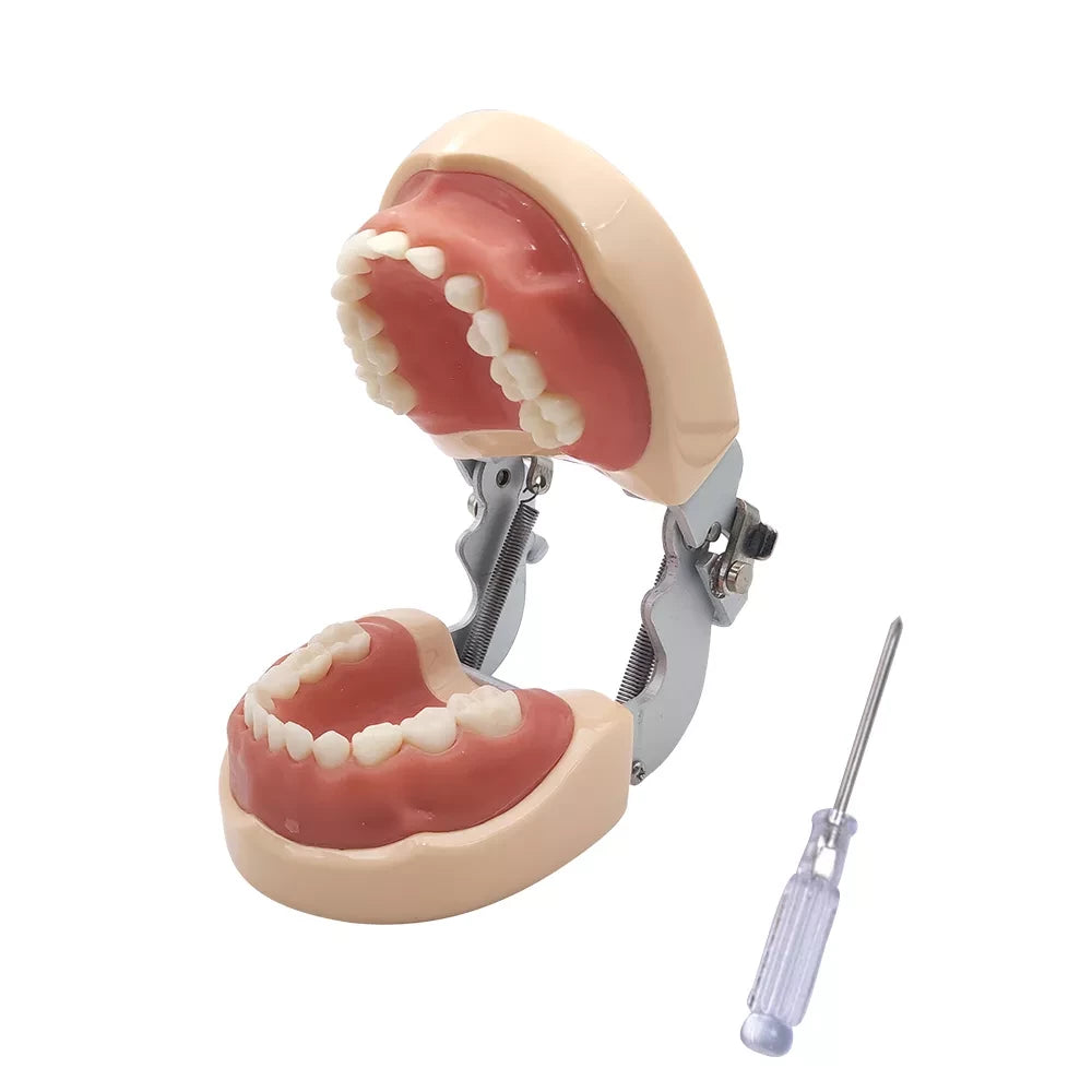 Deciduous Teeth Model