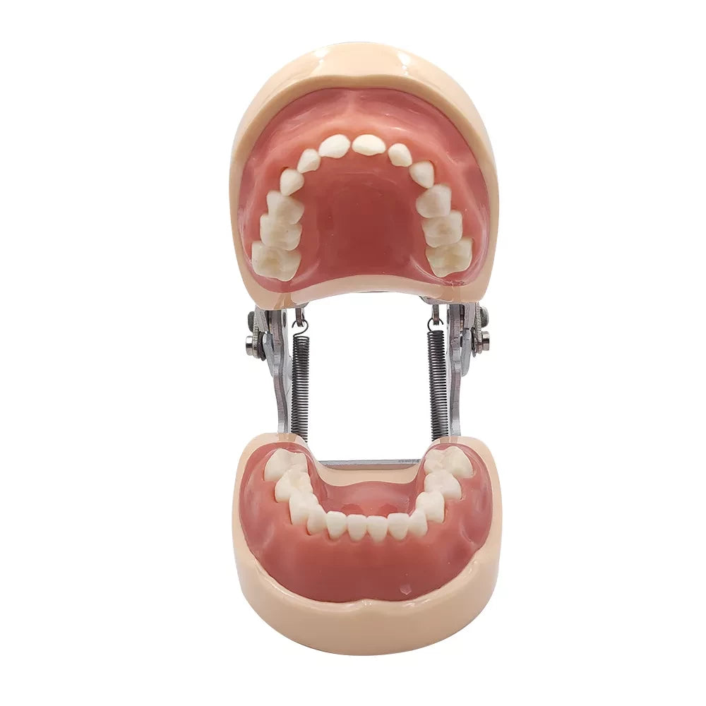 Deciduous Teeth Model