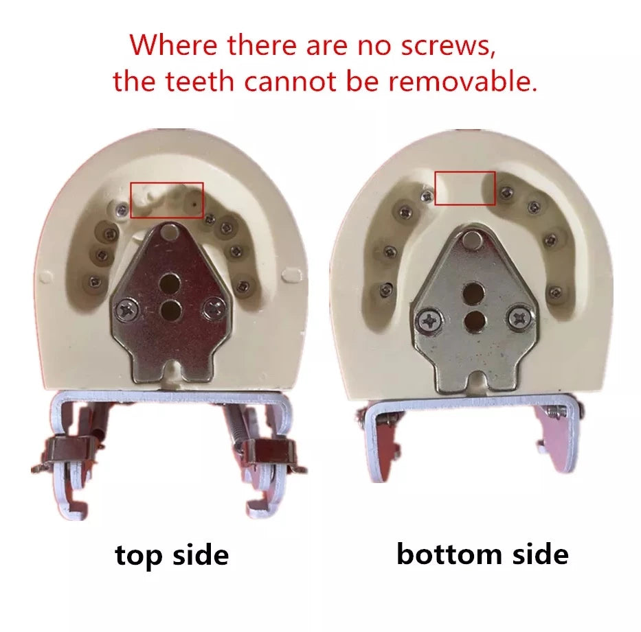 Deciduous Teeth Model