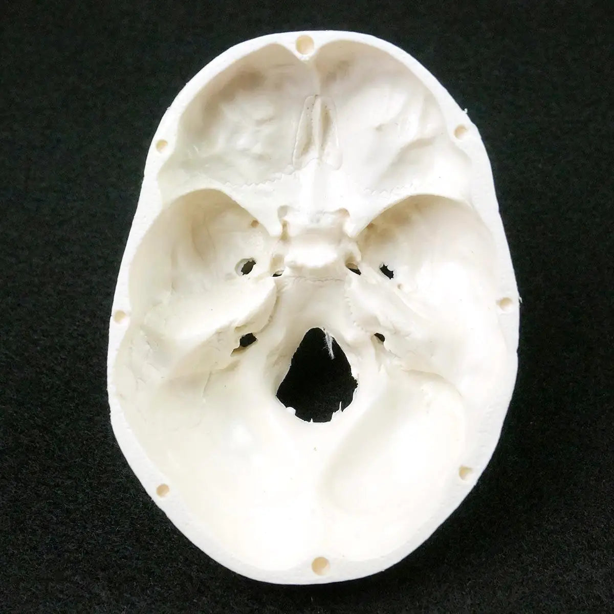 Skull Model