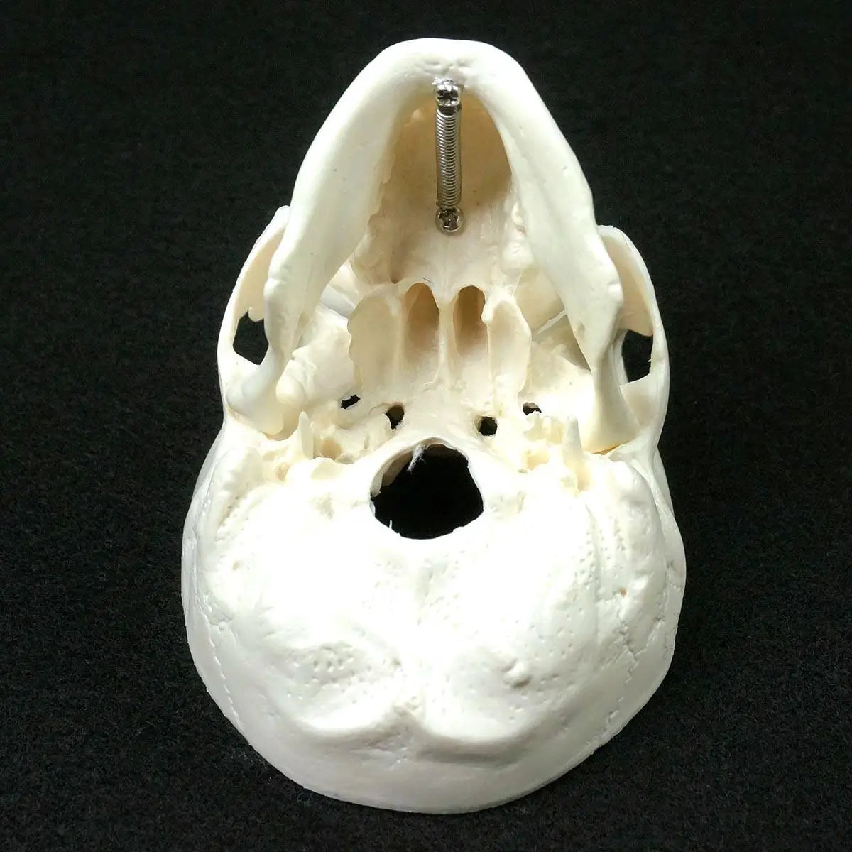 Skull Model