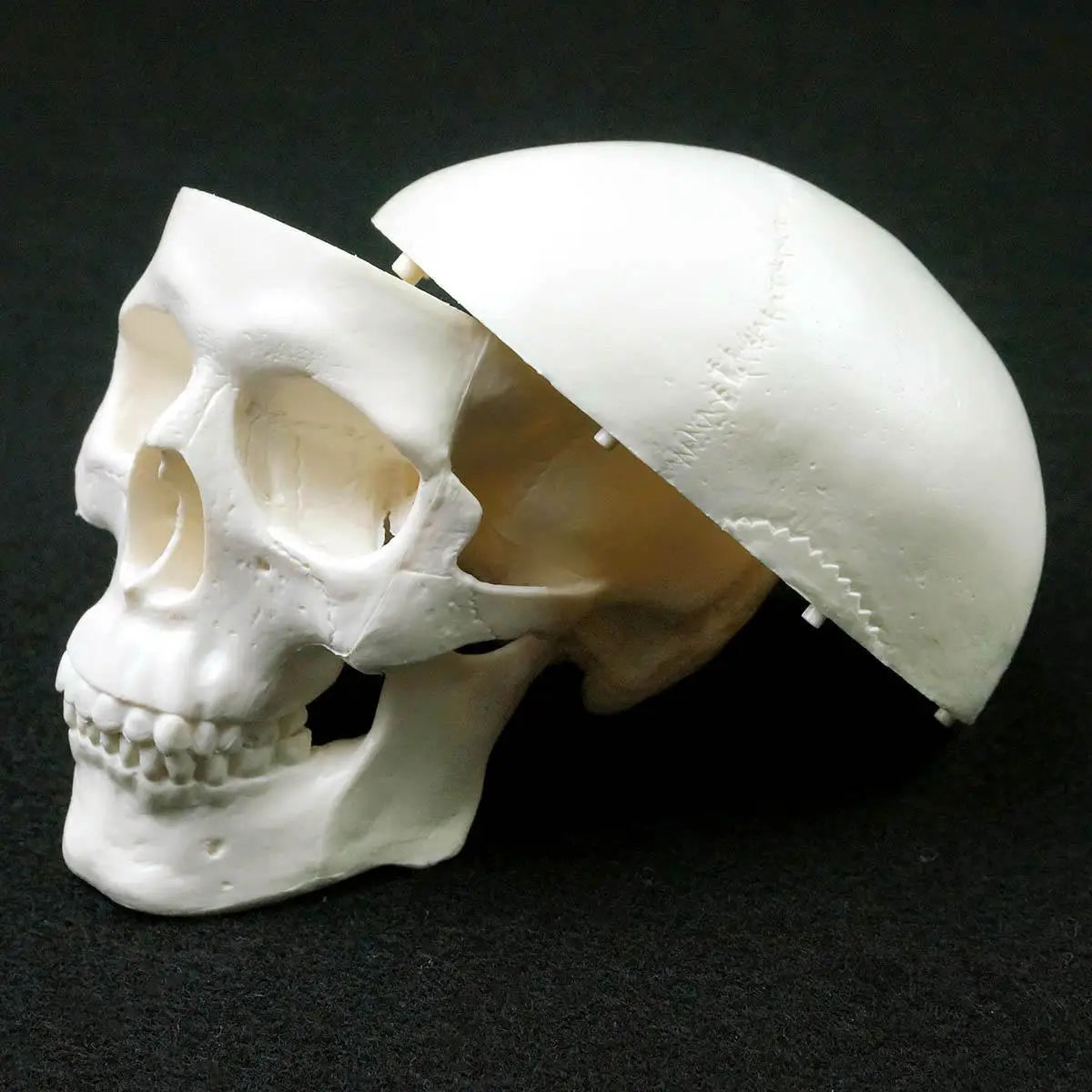 Skull Model