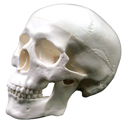 Skull Model