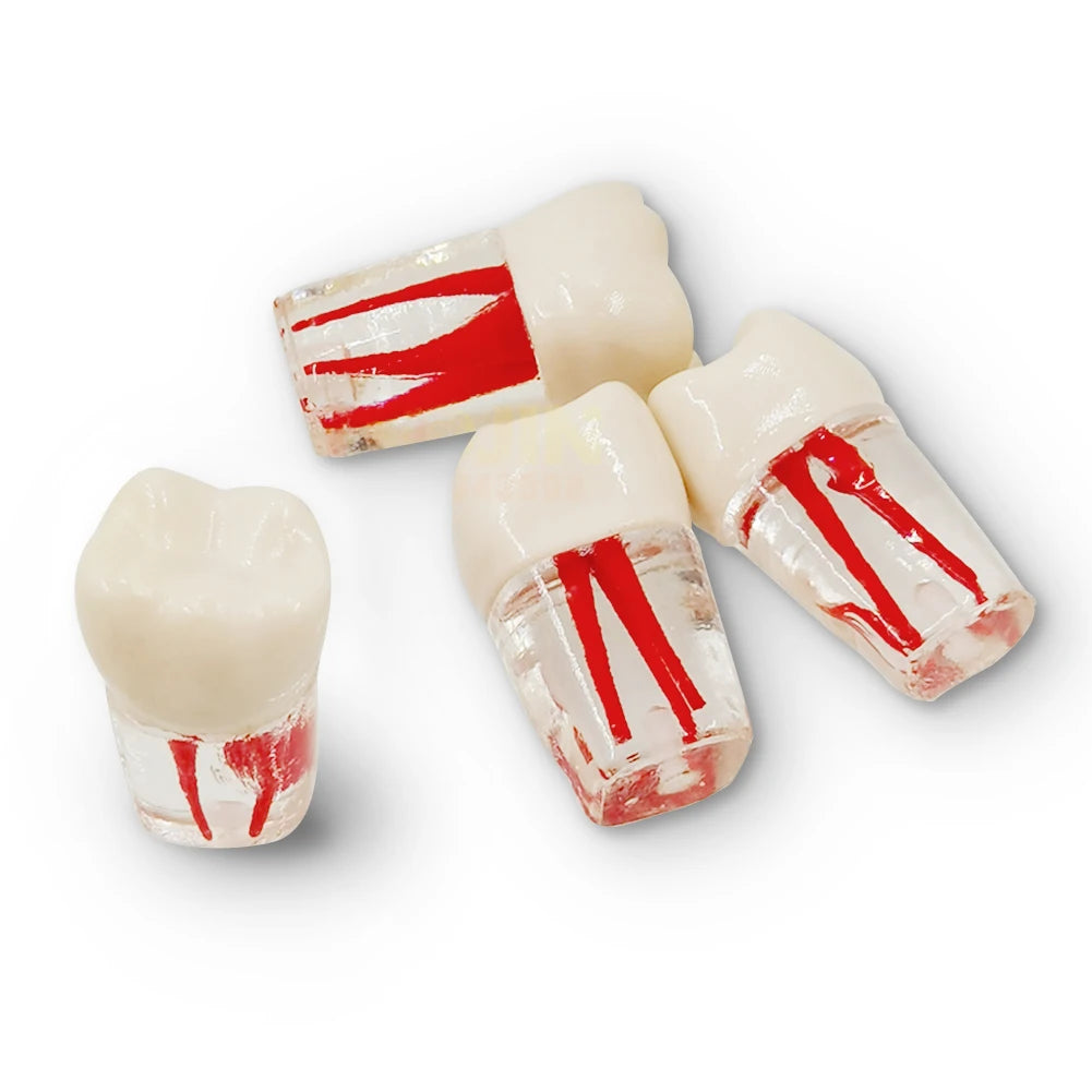 Endodontics Typodont Set